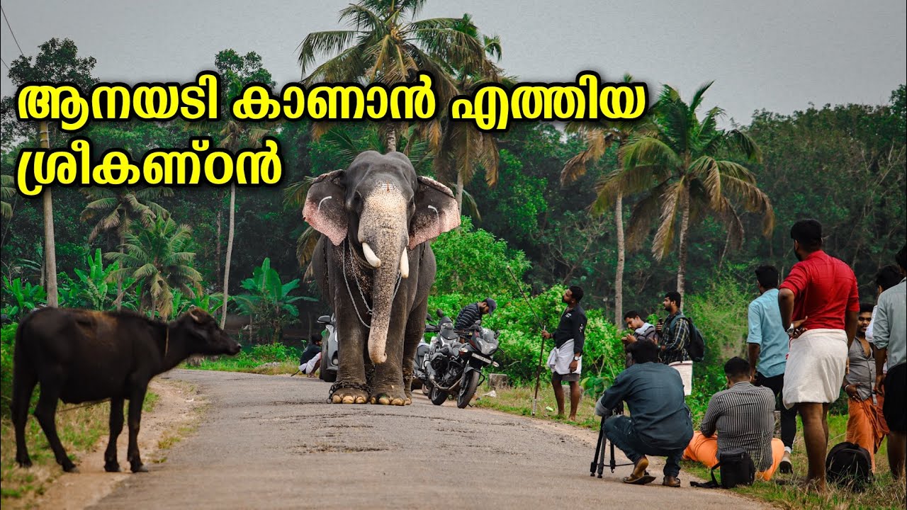 നീരുകാലം കഴിഞ്ഞ് ആനയടി കാണാൻ ഇറങ്ങിയ ശ്രീകണ്ഠൻ | Vazhuvadi Sreekandan Kerala Elephant at Aanayadi