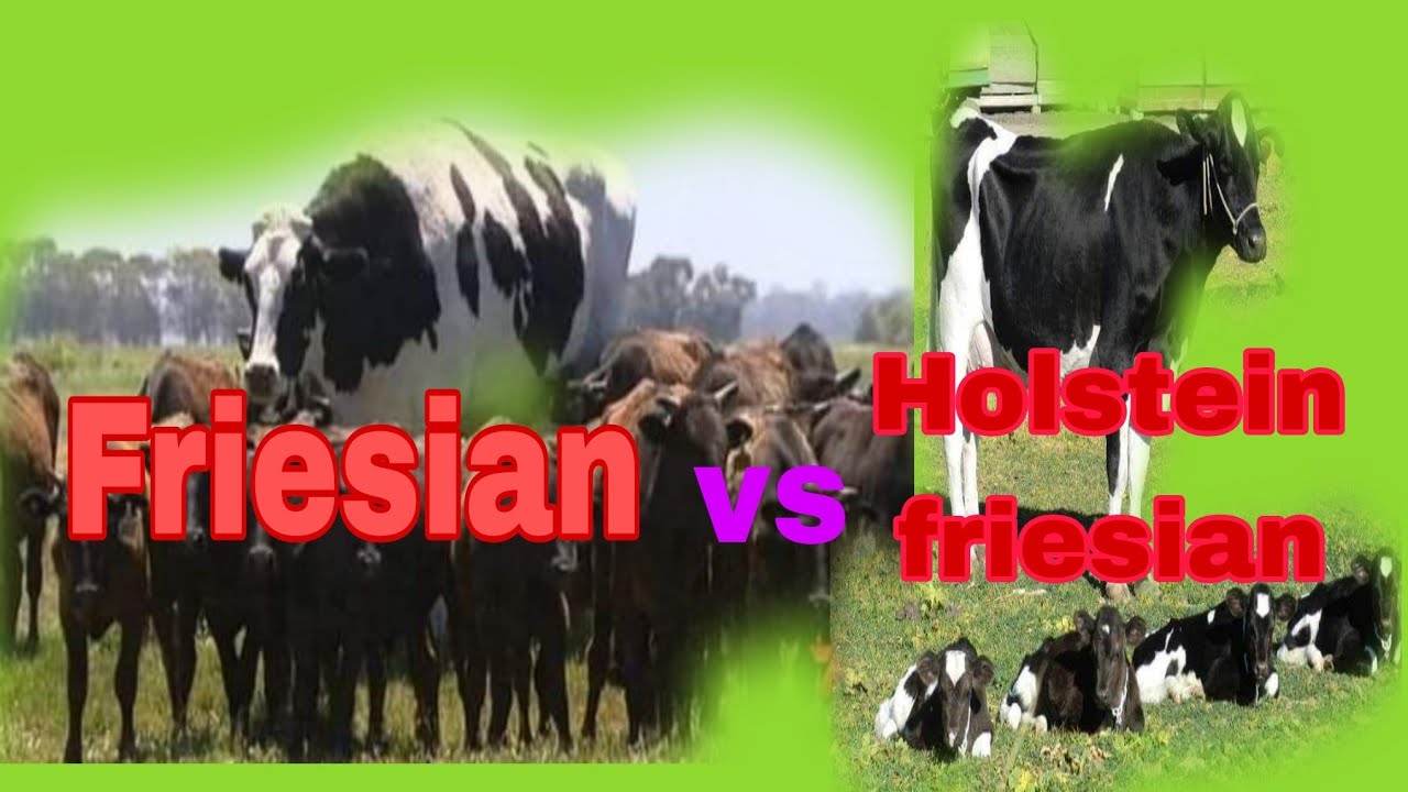 Holstein  vs. Friesian Holstein :What's the difference?