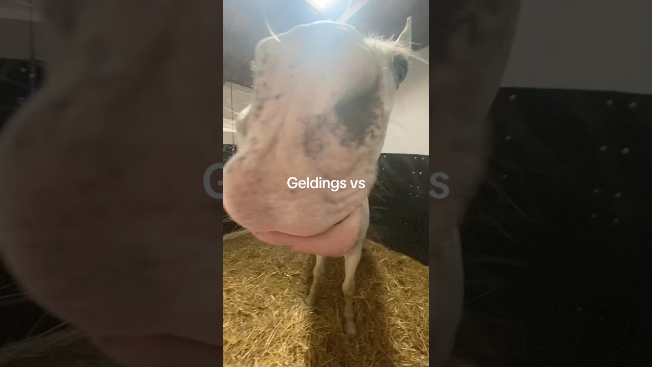 Not all mares of course XD