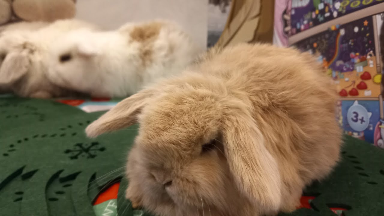 CUM SA FACI SIMPLU SI RAPID CU CUTIE DE TRANSPORT DE UNICA FOLOSINTA