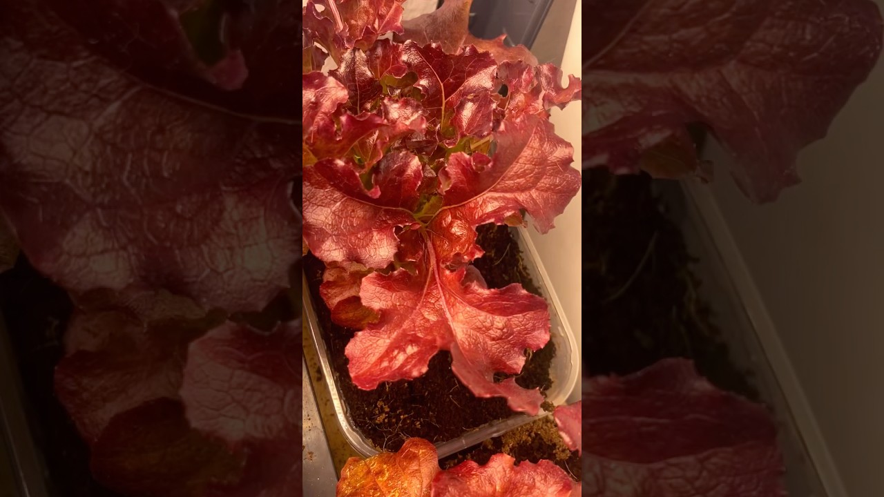 Red elegance in my indoor grow &ndash; gourmet salad ready to harvest!🌹🍃#indorgrow