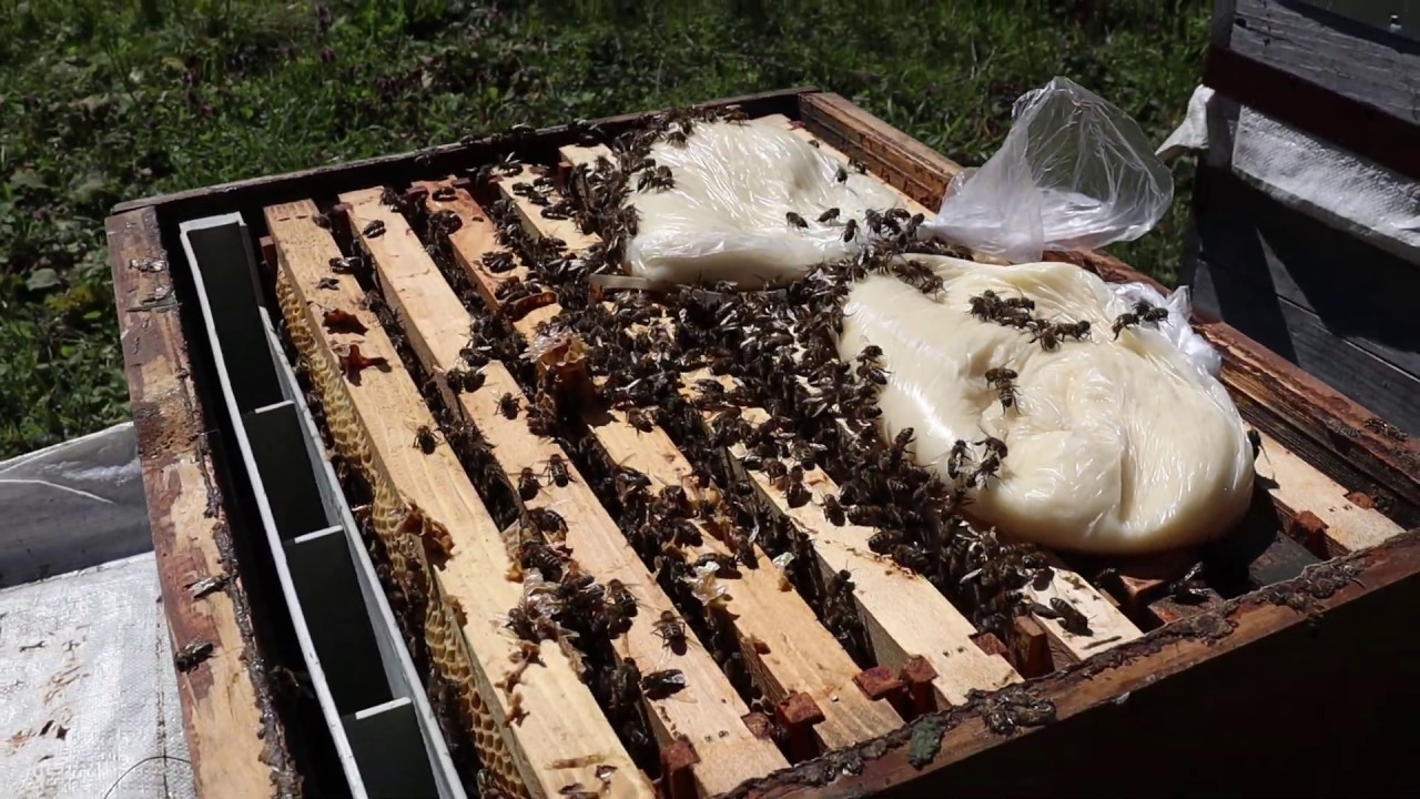Pudra Şekeri ve Bal İle Doğal Arı Keki Yaptık (C Vitaminli)