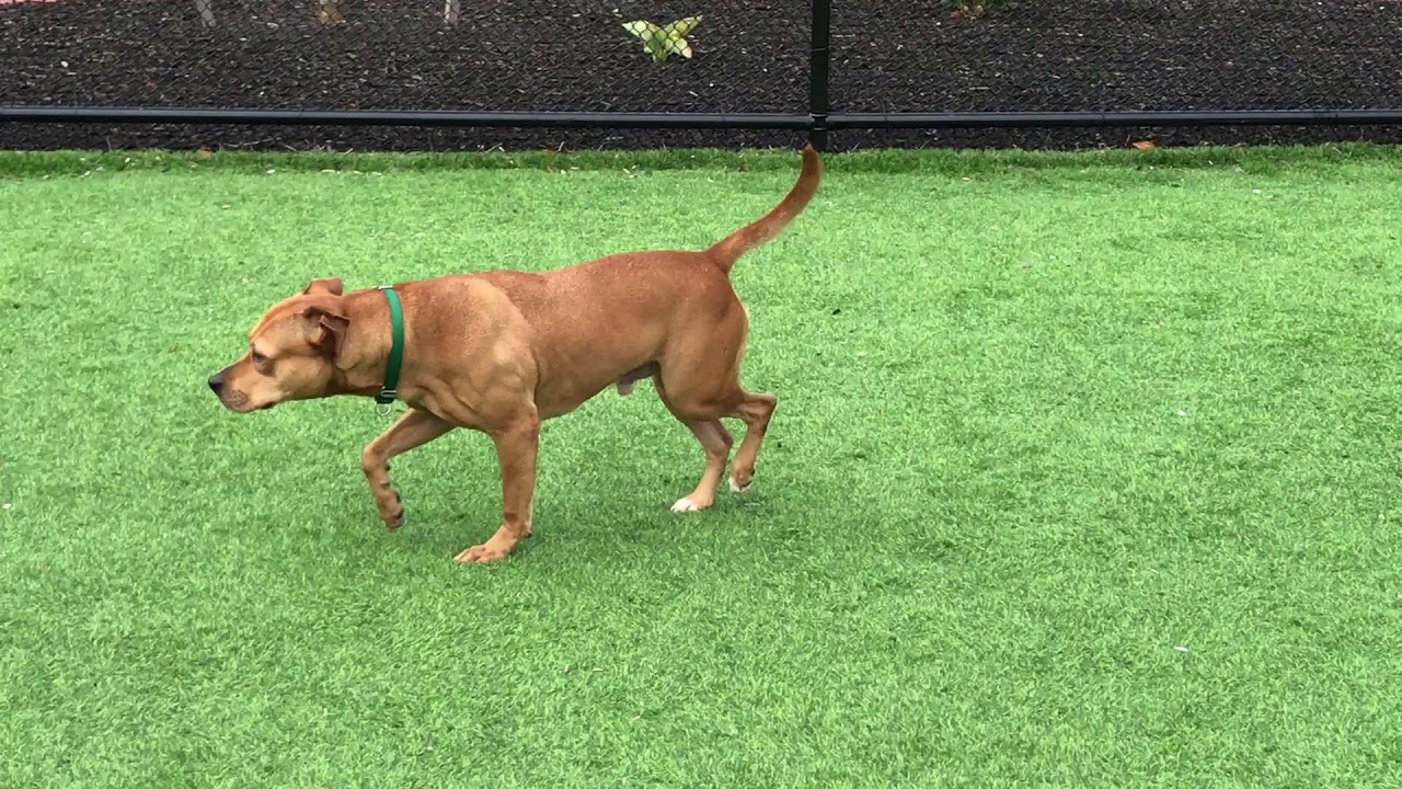 Scooter's happy to be at ARL