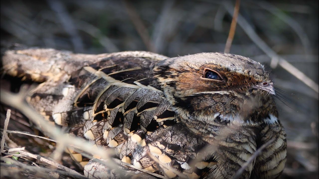 Common Pauraque (Nyctidromus albicollis)