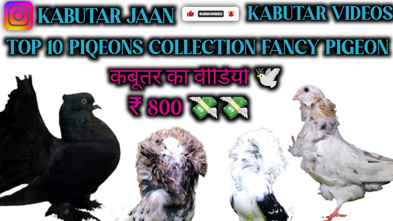 kabutar status 😱 fancy Pigeon breeding pigeon videos | fancy pigeon farm