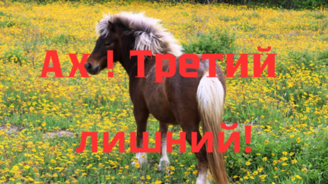 Ну Всё Как У Людей -Пони Оказался Третьим Лишним : C Est La Vie !