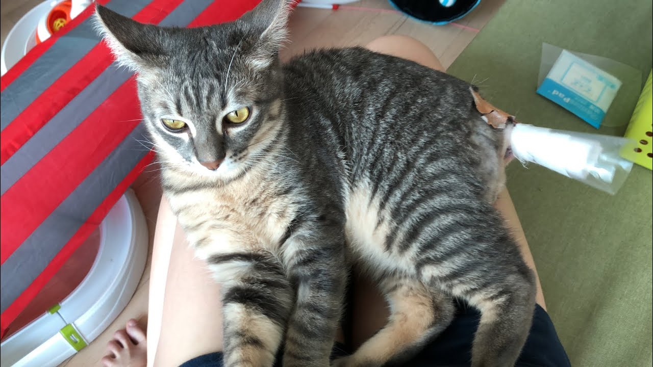 Degloved Cat Tail Injury- Cat Bandage Change (NOT substitute for vet visit)