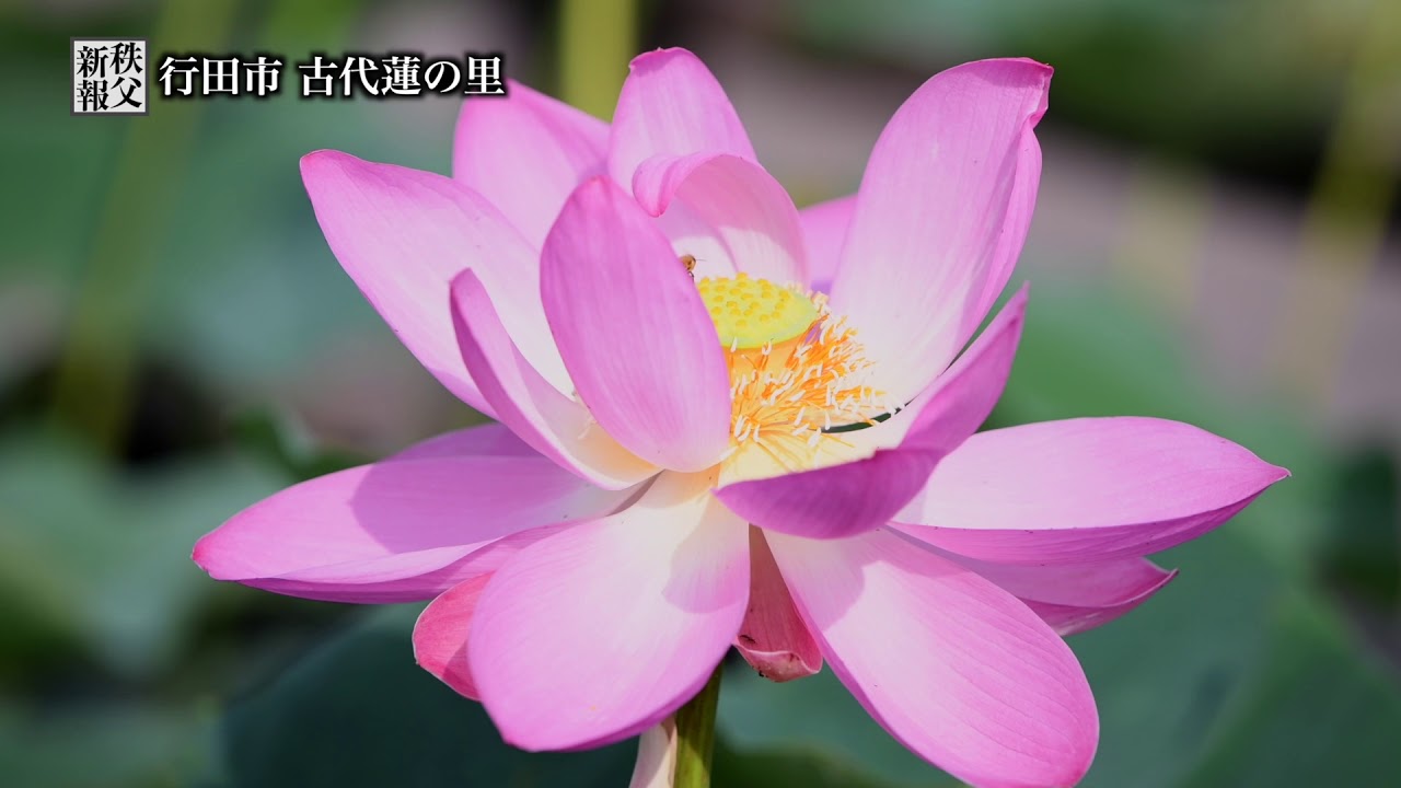 2018年7月 埼玉県行田市 古代蓮の里