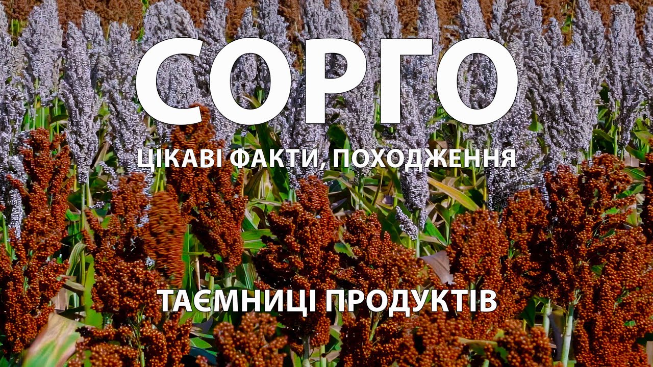 Дивовижне сорго: як ця унікальна рослина виживає у спеку та змінює український ґрунт? Цікаві факти