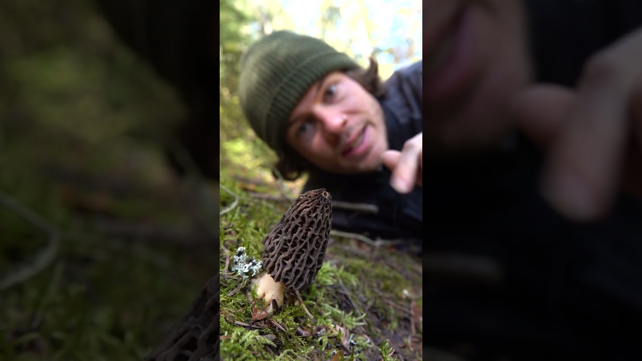 Das beste Rezept f&uuml;r Morcheln