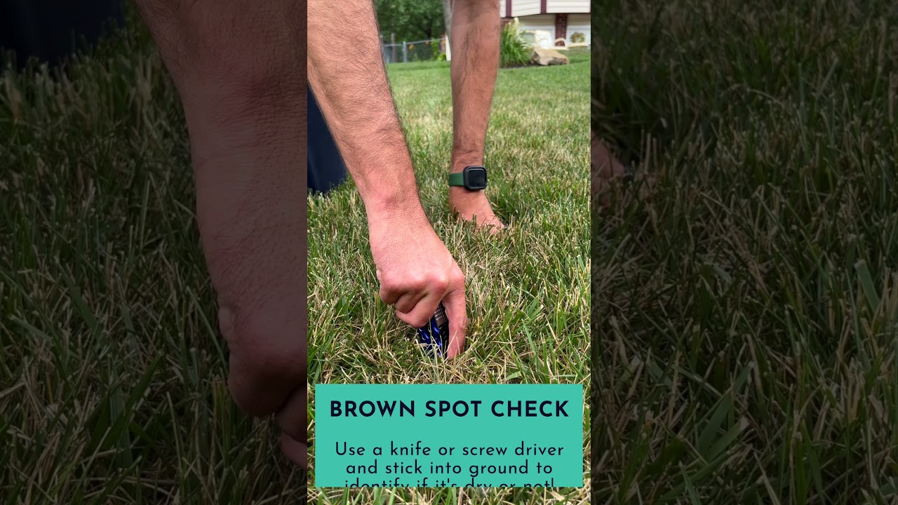 What To Do About Brown Spots In Your Lawn! | Lawn Father Minute