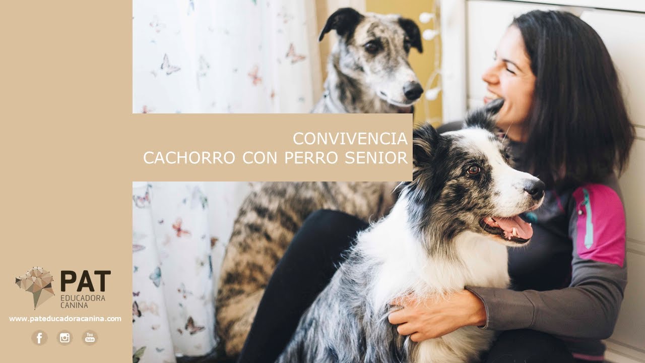 ¿Puede convivir un perro senior con un cachorro? [CONVIVENCIA]