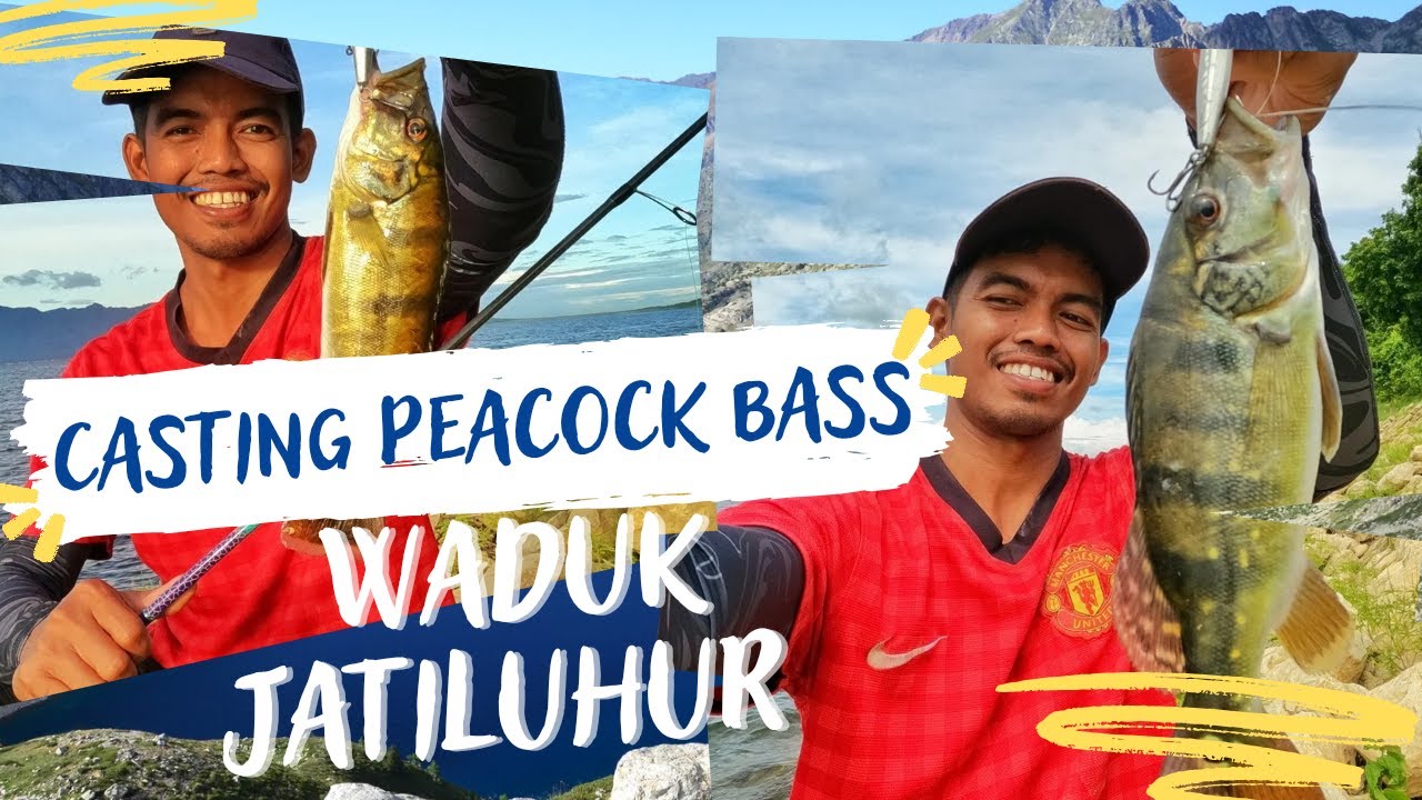 CASTING IKAN PEACOCK BASS DI WADUK JATILUHUR SPOT VIRAL TERBARU