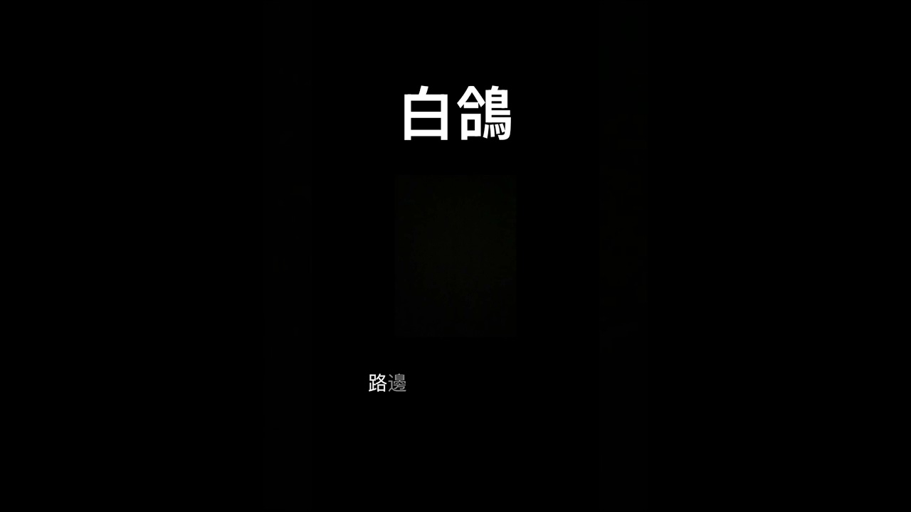白鴿—【白鴿阿白鴿你要飛去哪裡】【家裡的燈火還在等你】