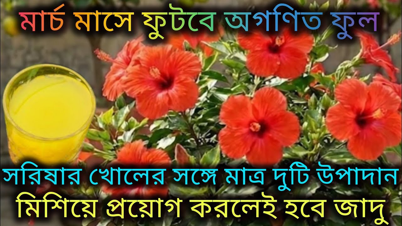 মার্চ মাসে ফুটবে অগণিত জবা ফুল যদি করো ফেব্রুয়ারির পরিচর্যা/Hibiscus plant care in February month.