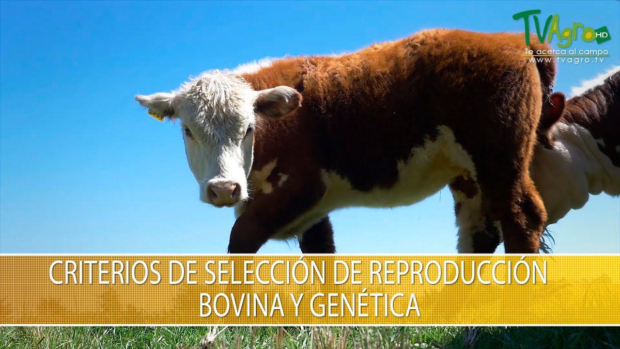 Criterios de Seleccion de Reproducción Bovina y Genetica- TvAgro por Juan Gonzalo Angel Restrepo