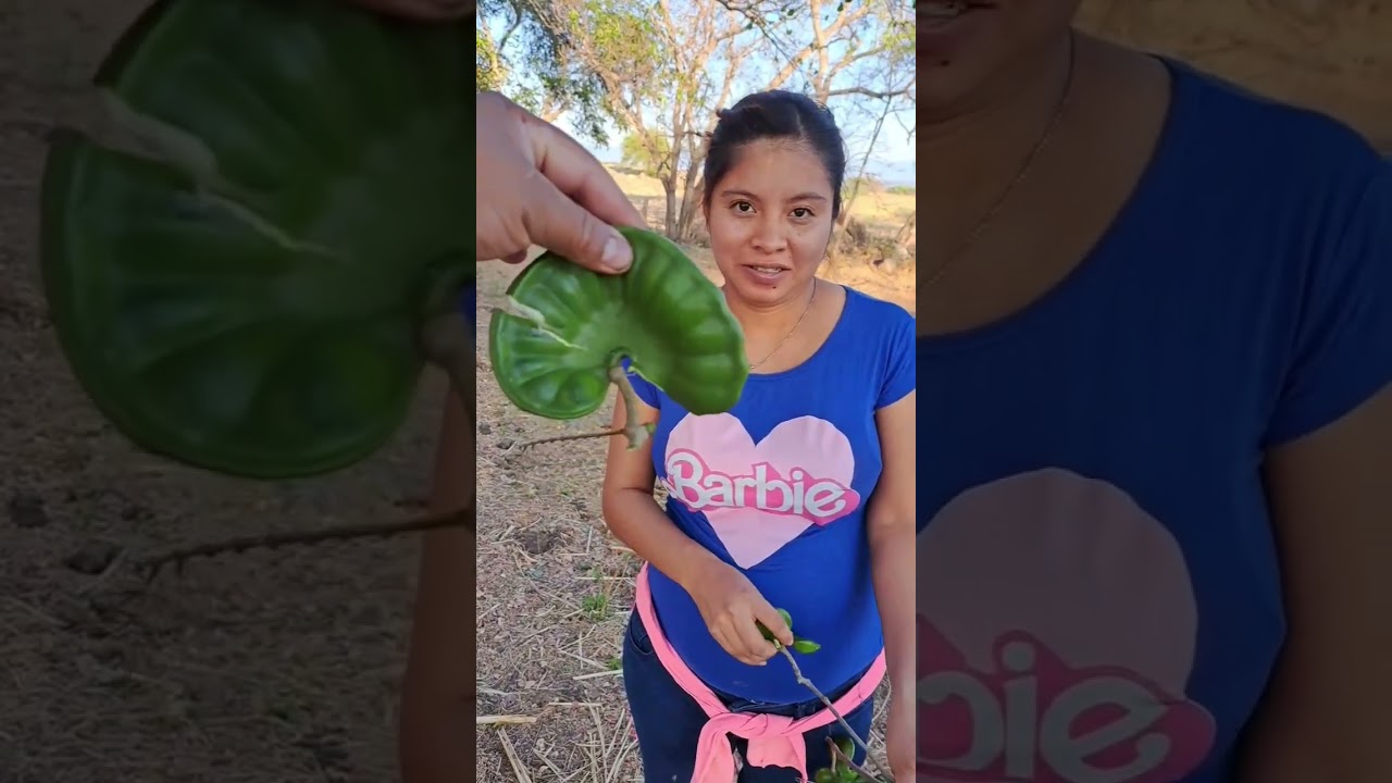 Alimento gratis de temporada, a la chula se le antojaron las parotas, un delicioso alimento.