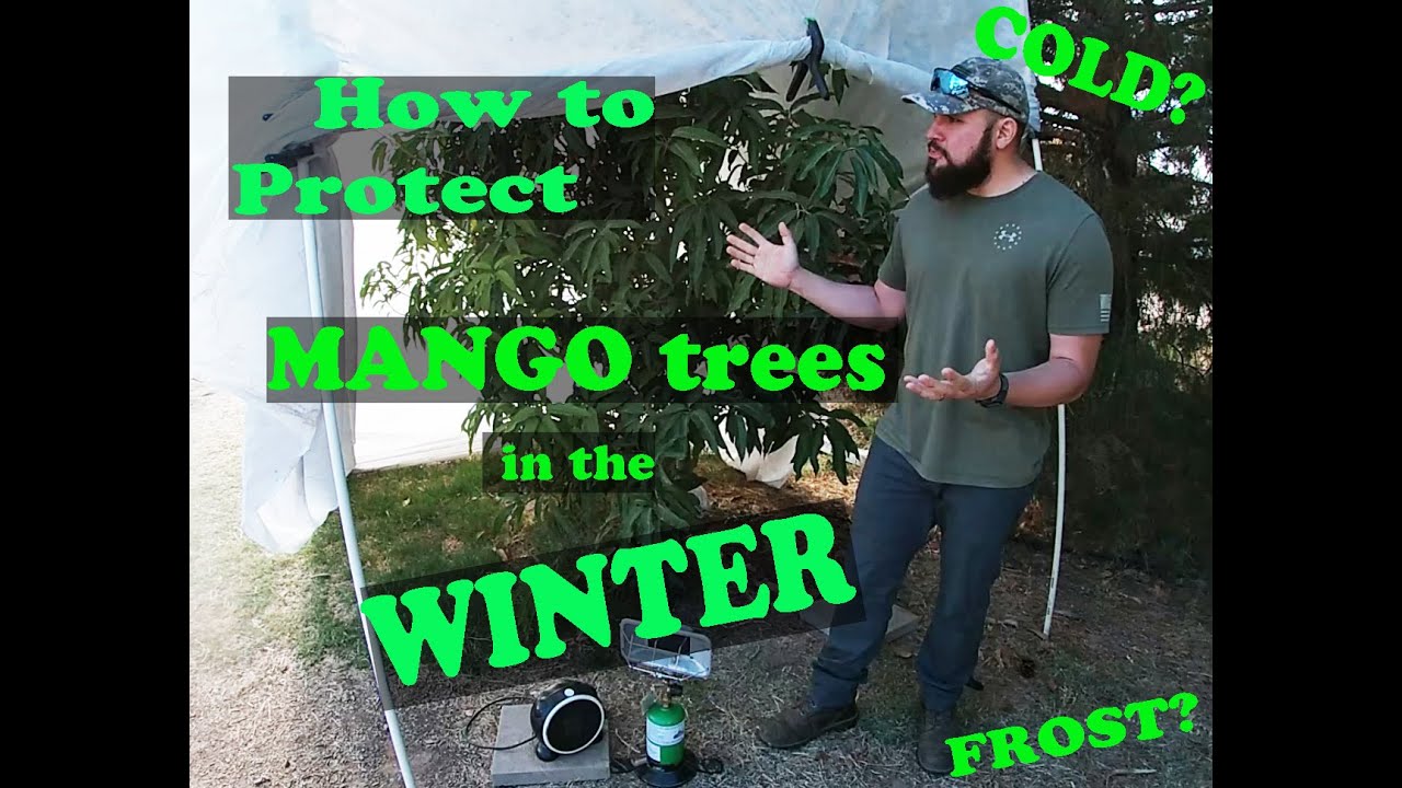 How to Protect Mango trees in the Winter | Cold Protection