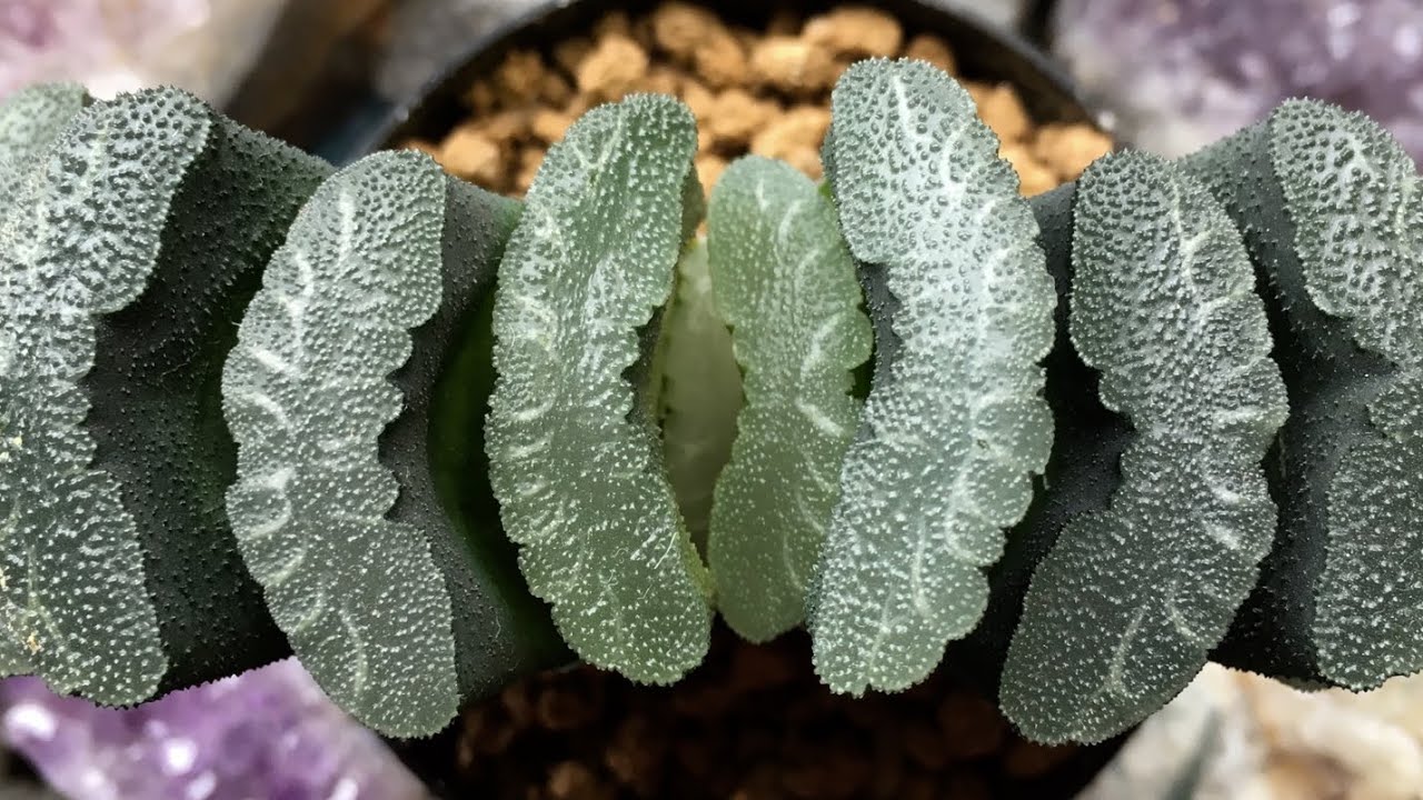 HAWORTHIA SUCCULENT PLANT COLLECTION - Up Close With 5 Of My Favorites - (Houseplant Tour 2019)