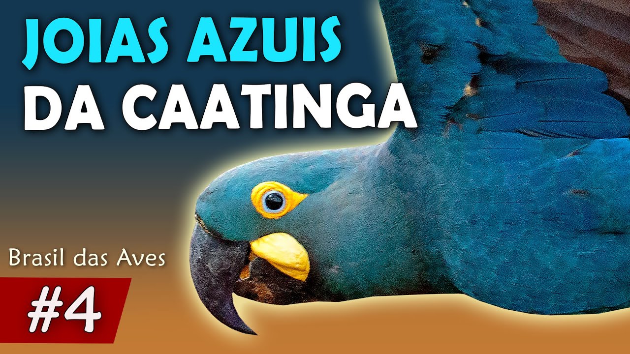 ARARA-AZUL-DE-LEAR: TESOURO da Caatinga baiana (Ep.4 BRASIL DAS AVES)
