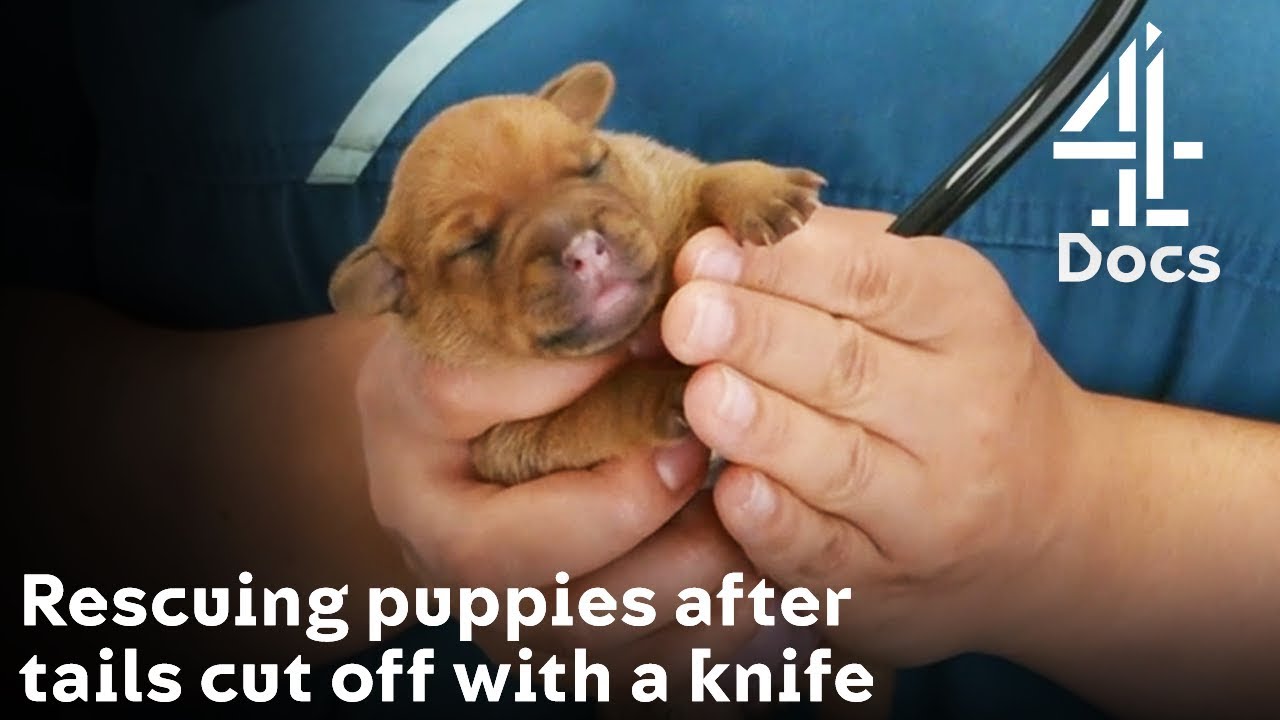 Puppies Rescued After Tails Cut Off with a Knife