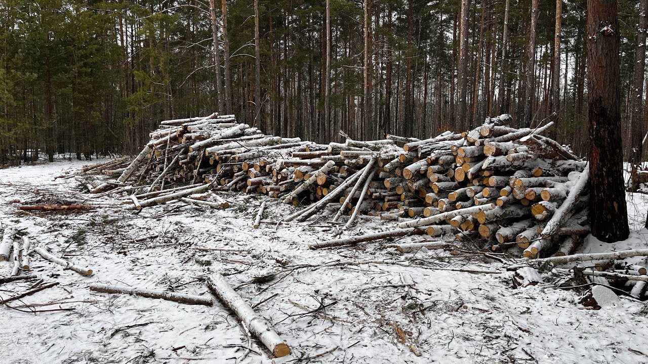 На Коростенщині незаконно вирубують ліси.