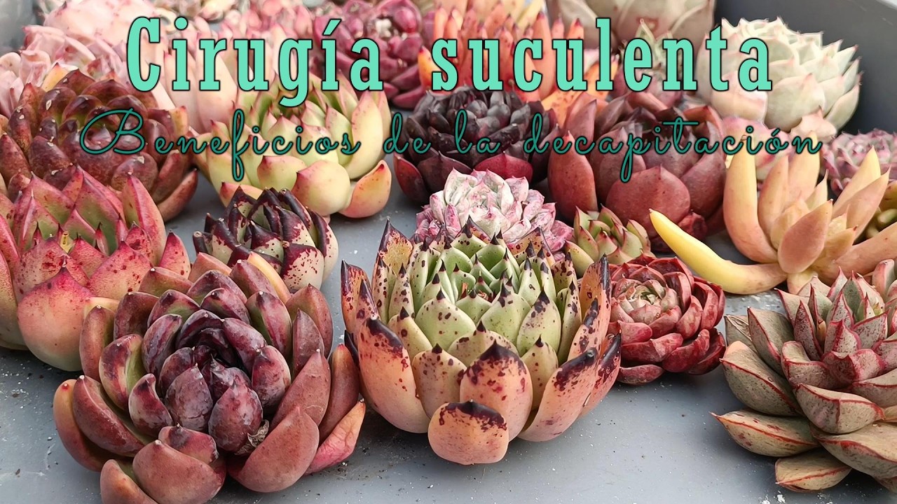 Cirugía suculenta - beneficios de reiniciar suculentas #arte #jardin #villalindura