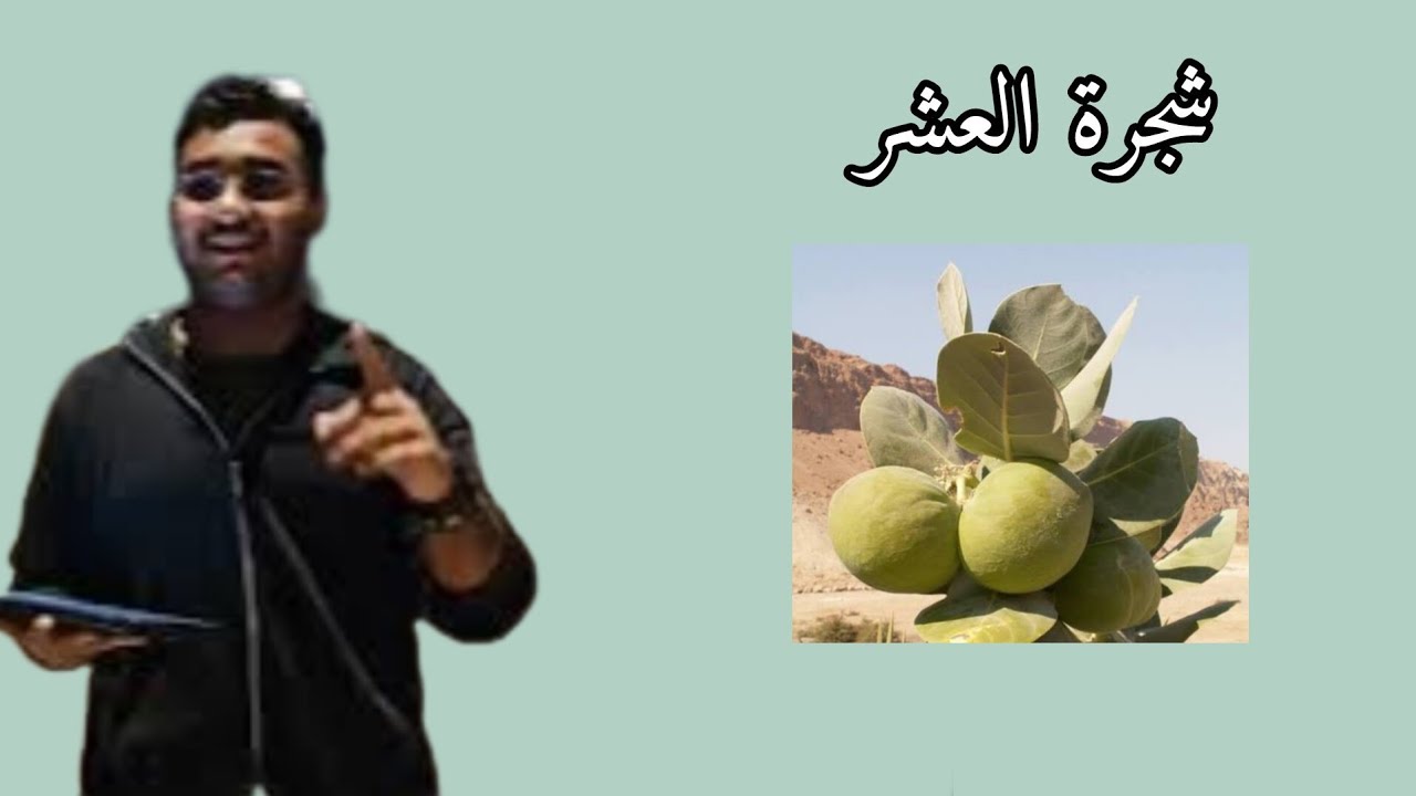 شجرة العشر هل هي شجرة الجن؟ 