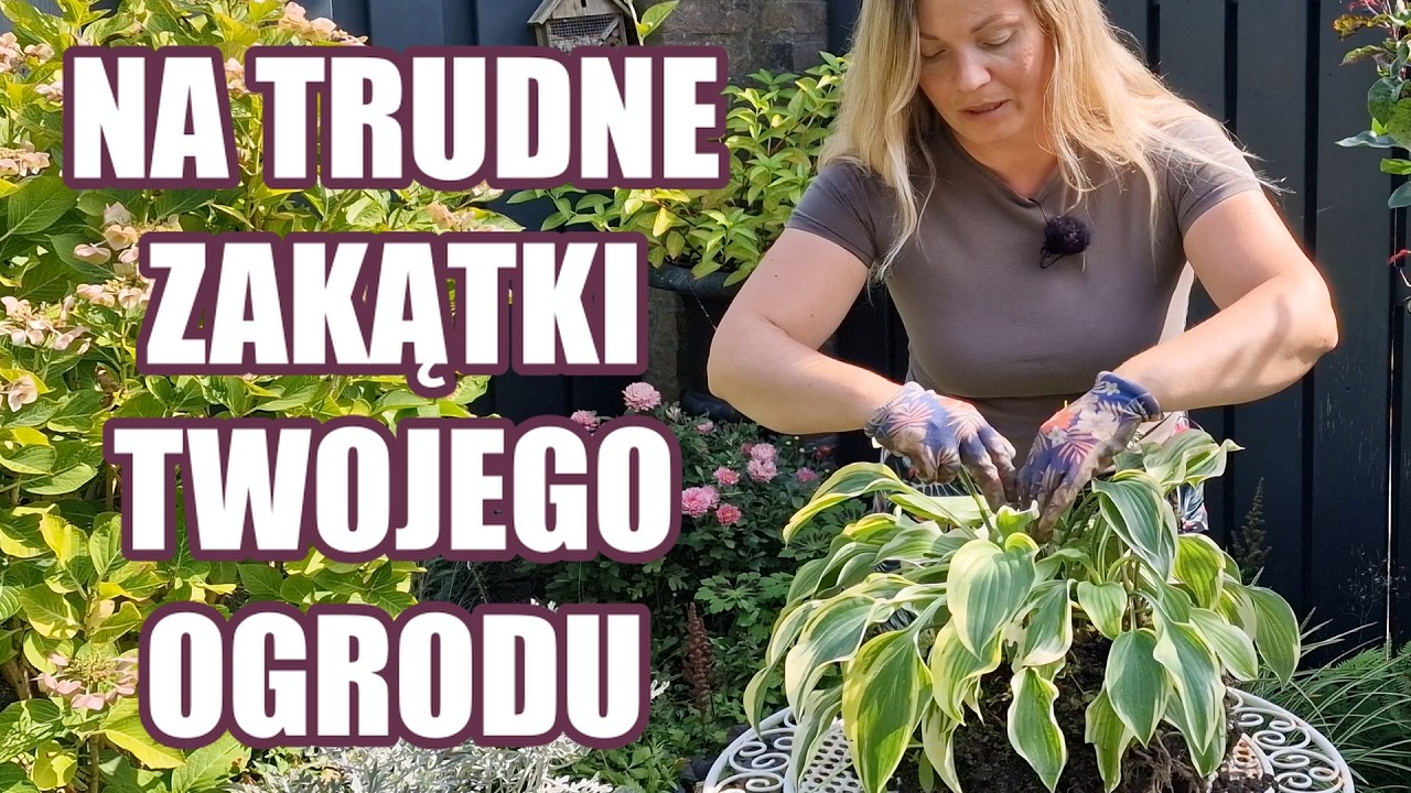 Obficie kwitnące rośliny do cienia i półcienia PEŁNA LISTA