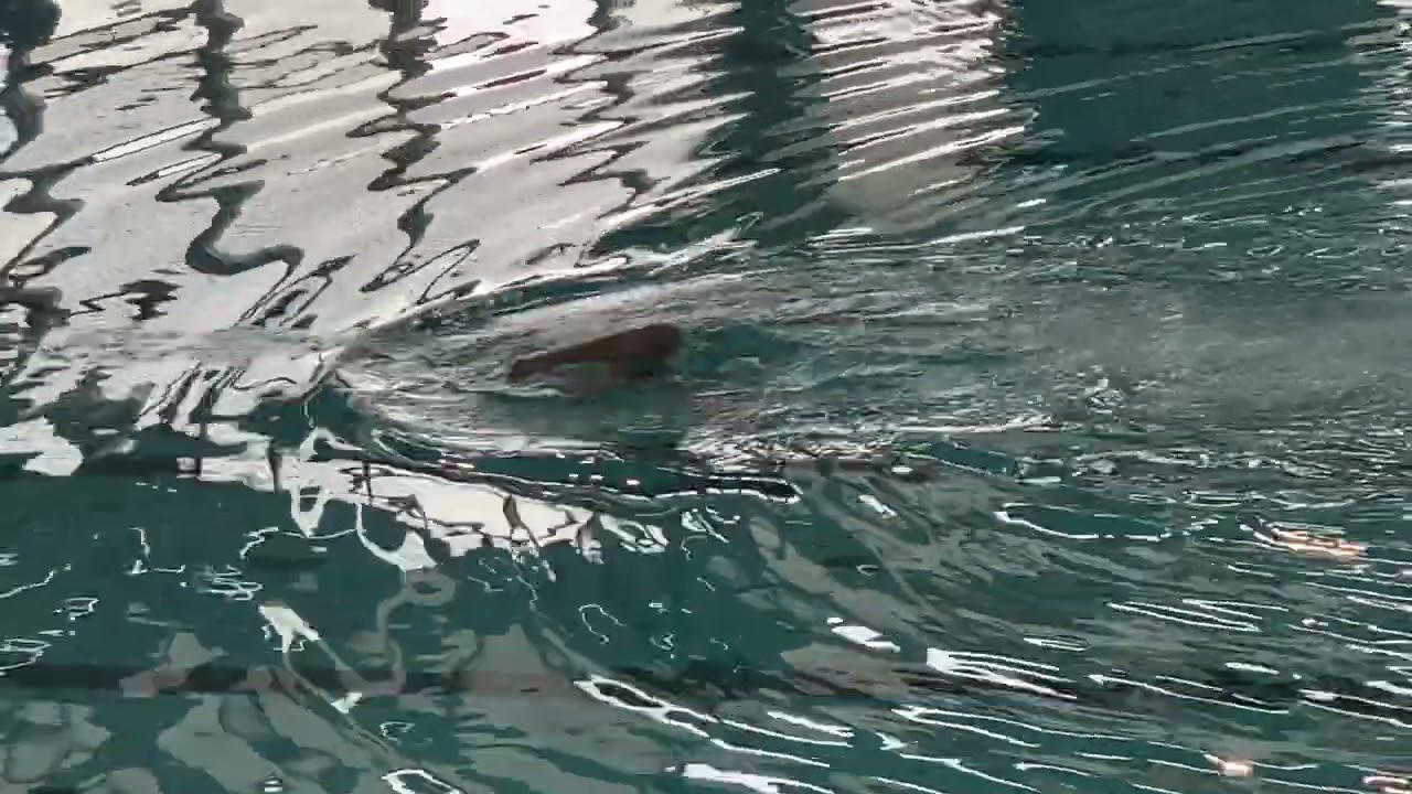 Nuoto Sincronizzato - Assoluto Savona 2022 - Solo Moshynska