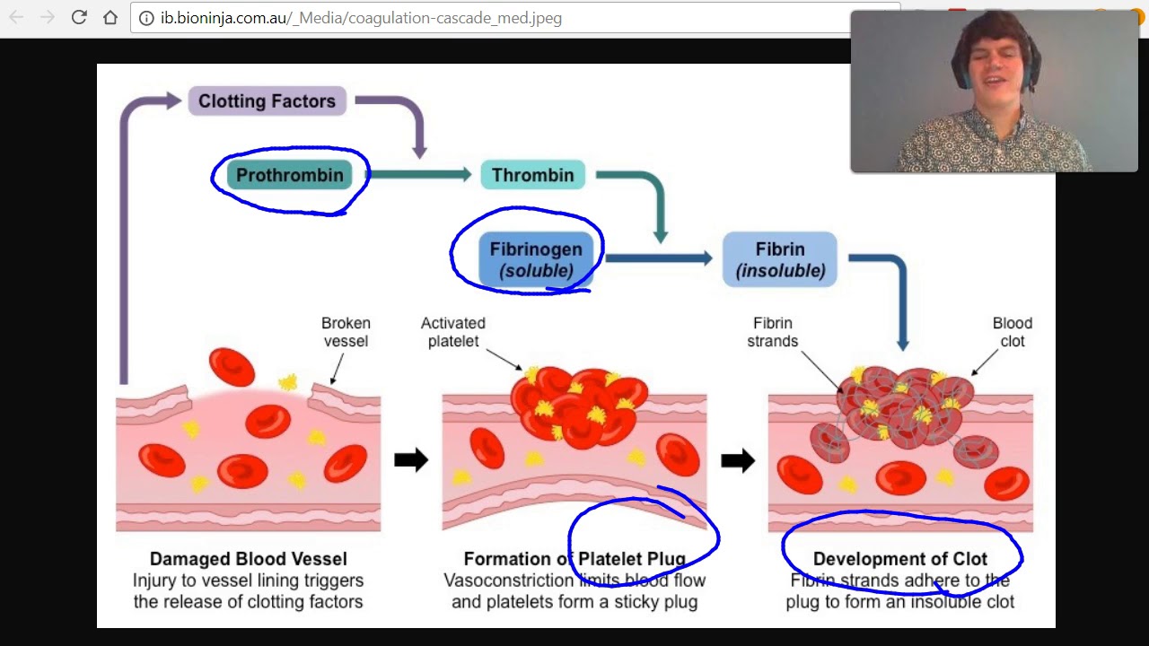 MCAT Question of the Day: Blood Clot Formation