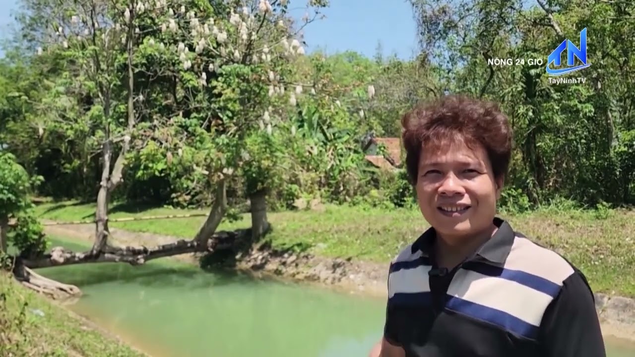 Kiệt tác tự nhiên Cây gòn ở TP.HCM gây sốt giới trẻ | TayNinhTV