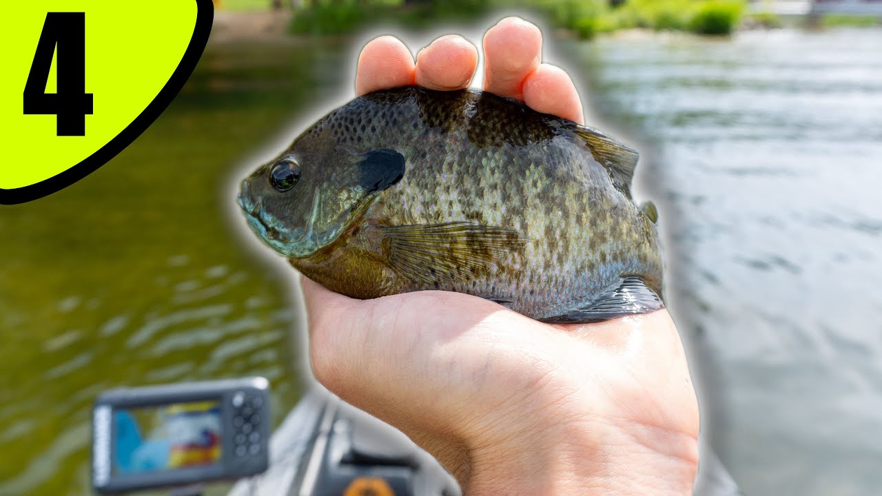 Interviewing Fisheries Biologists About BIG BLUEGILL BEHAVIOR! The Pursuit Of A 10 [EPISODE 4]