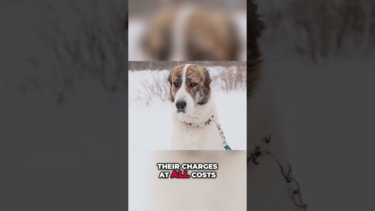 Unleashed Guardians: The Fierce Loyalty of Working Dogs