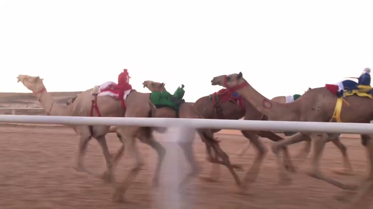 الشوط الرئيسي للقايا مكس 5 كلم - نوضا للسيد يوسف بن عبيد  الجهني