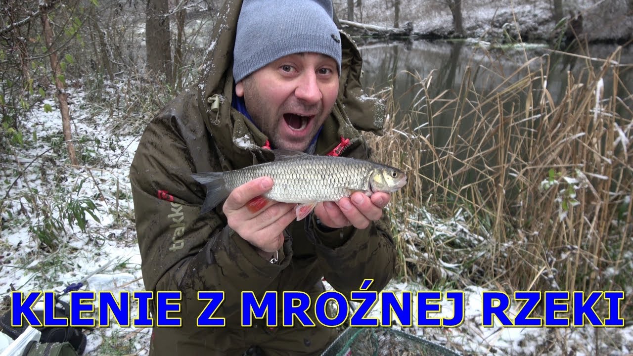 Klenie na rzece zimą.