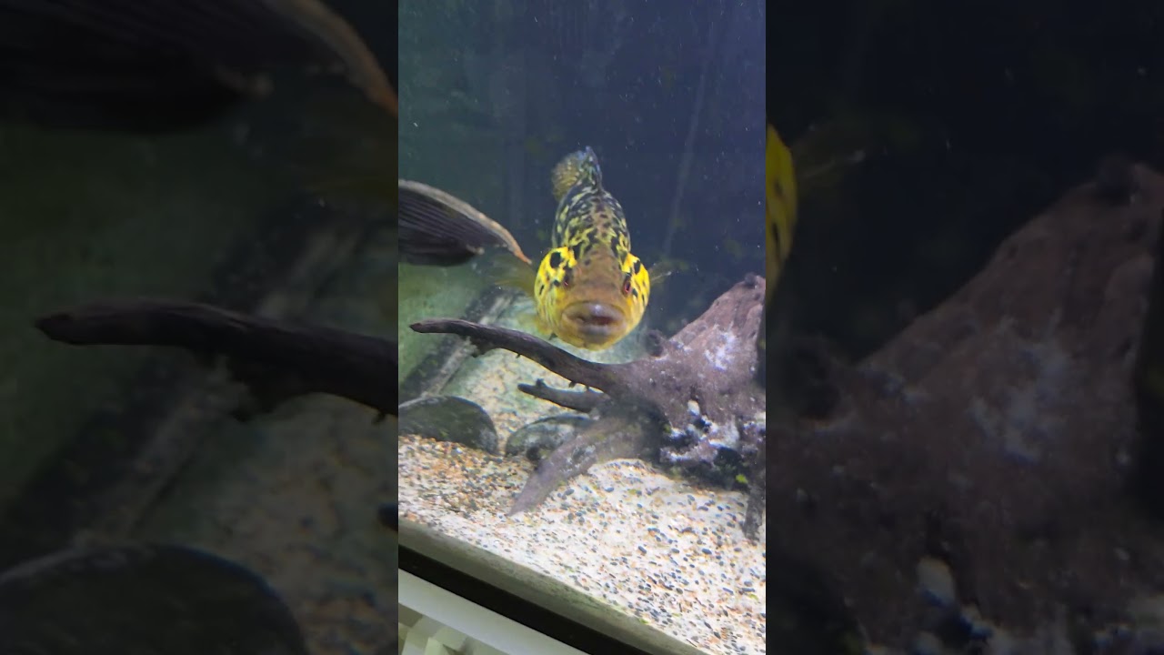 Water change on  American cichlid community tank