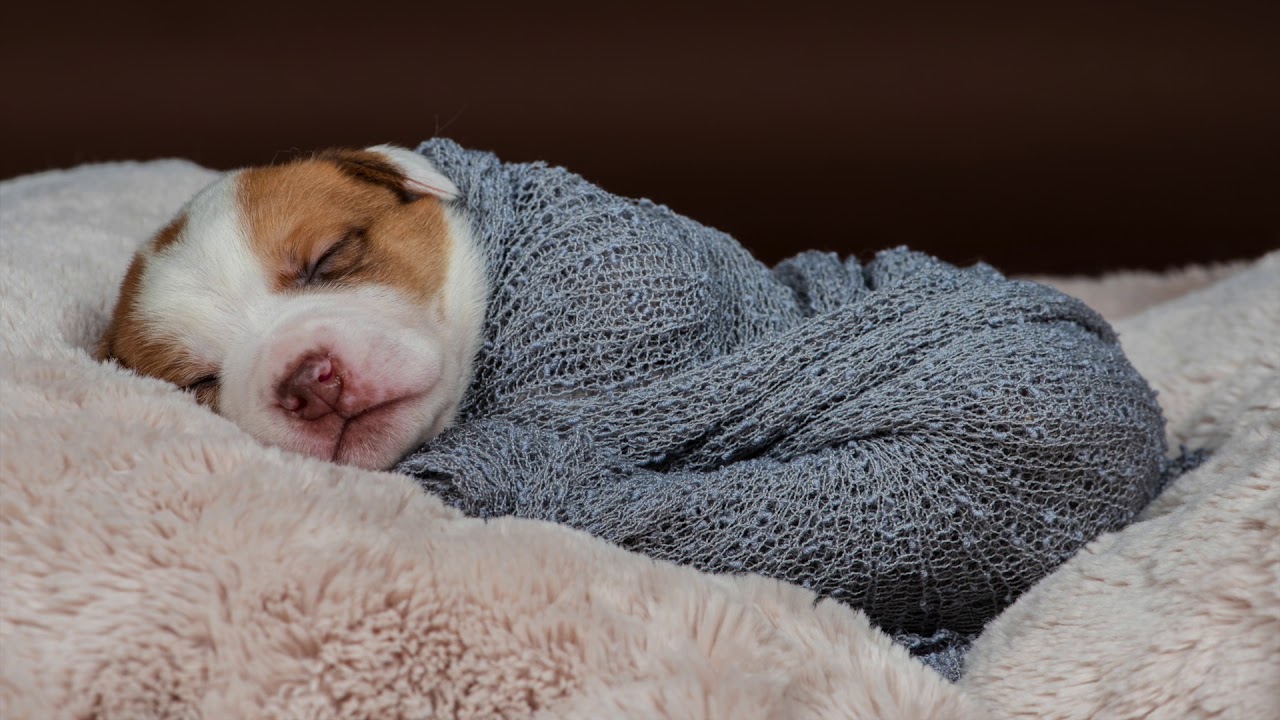 Newborn Puppy Photo Shoot Behind the Scenes
