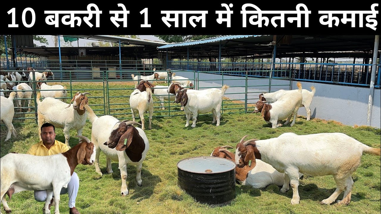 10 बकरी से 1 साल में कितनी कमाई हो सकती हैं | Goat Farming | Yearly Profit From 10 Goats ?