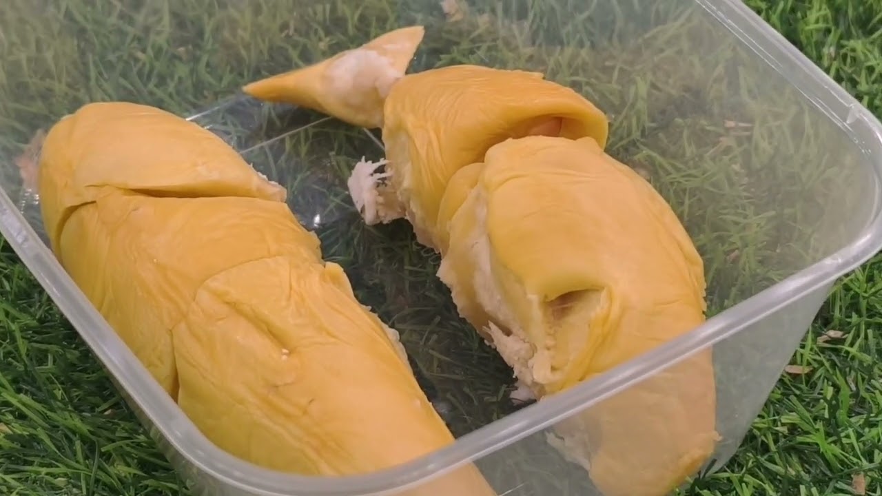 Black Thorn/ 101/ Musang King Durian