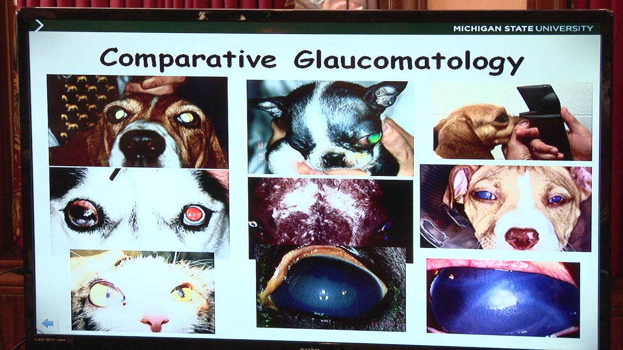 Canine Open-Angle Glaucoma | PBGV Club