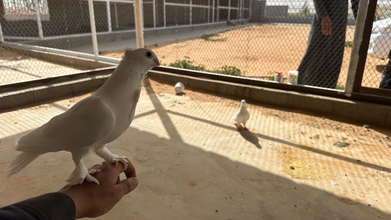 الحمام الجديد 🕊️🕊️