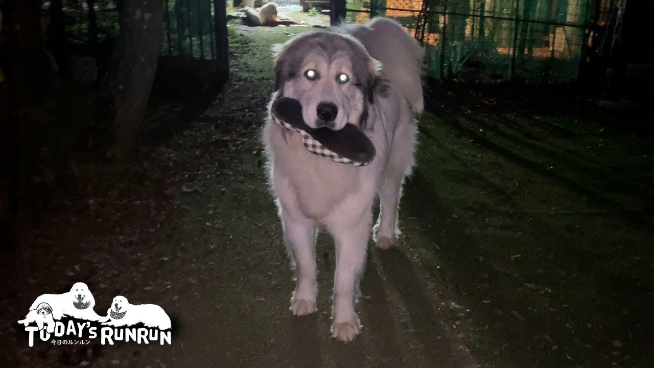 町の家の娘がスキを見せたのでスリッパをとってやったベルです　Great Pyrenees　グレートピレニーズ
