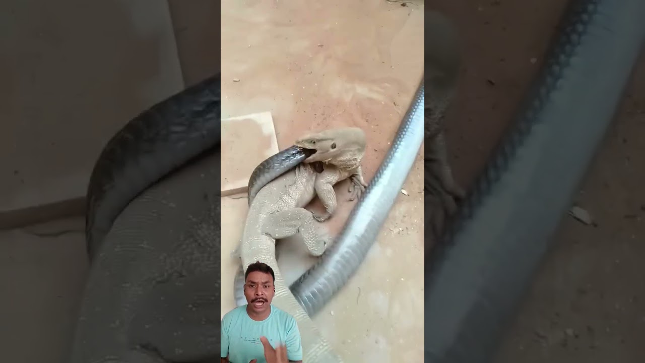 Komodo Dragon vs Cobra – Nature’s Most Shocking Face-Off! 
