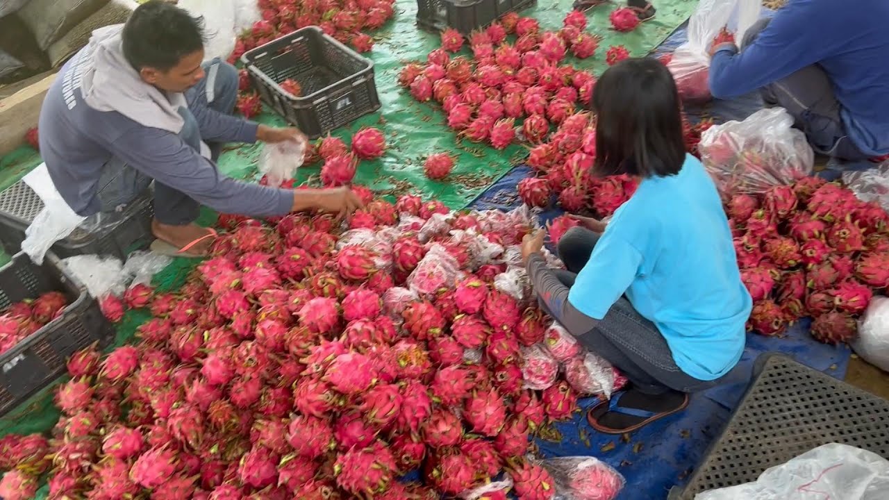 DRAGON FRUIT FARMING: 600K PER HA. PER YEAR  - ONE TIME PLANTING ONLY + SALES & MARKETING TIPS
