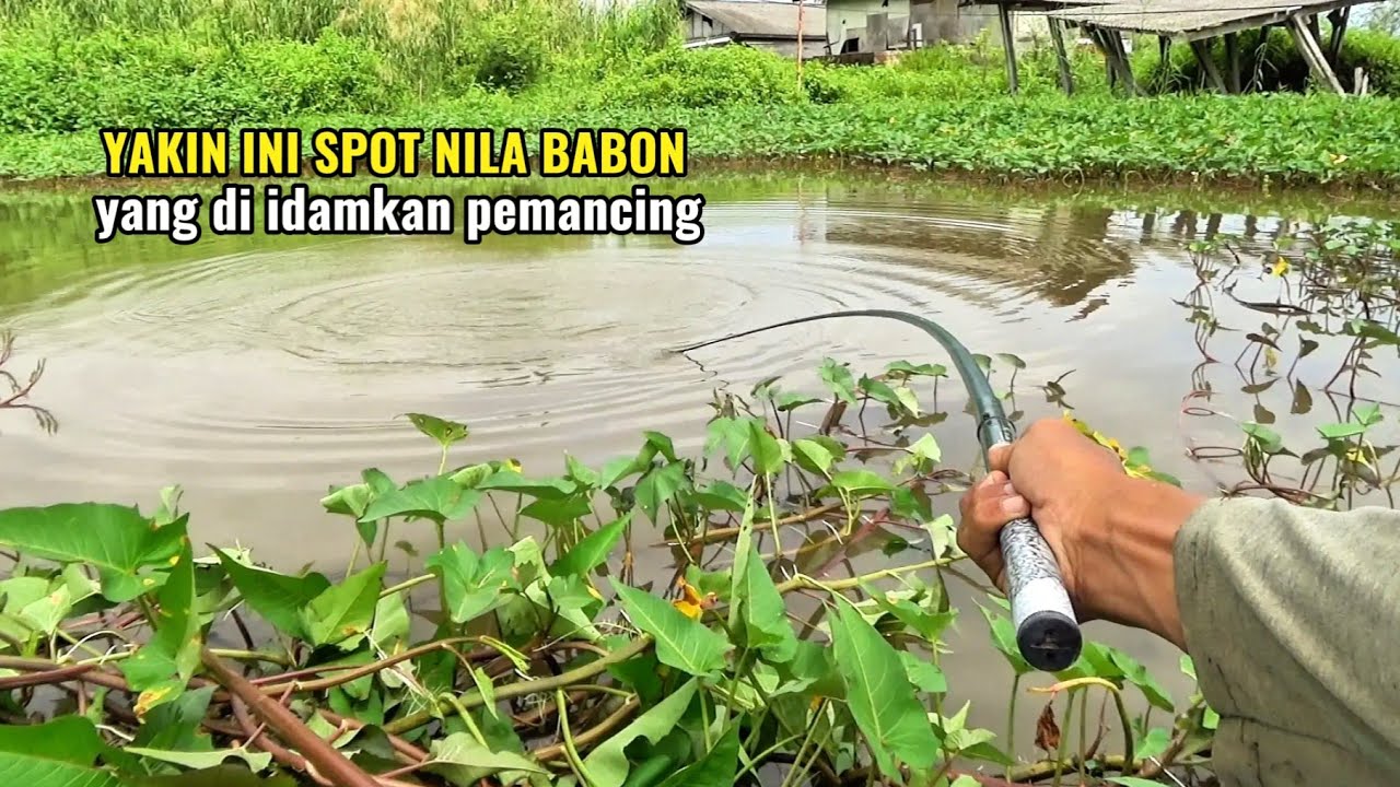 Perlawanan nila babon yang sangat dahsyat.!! Membuat jiwa mancing ku bergetar
