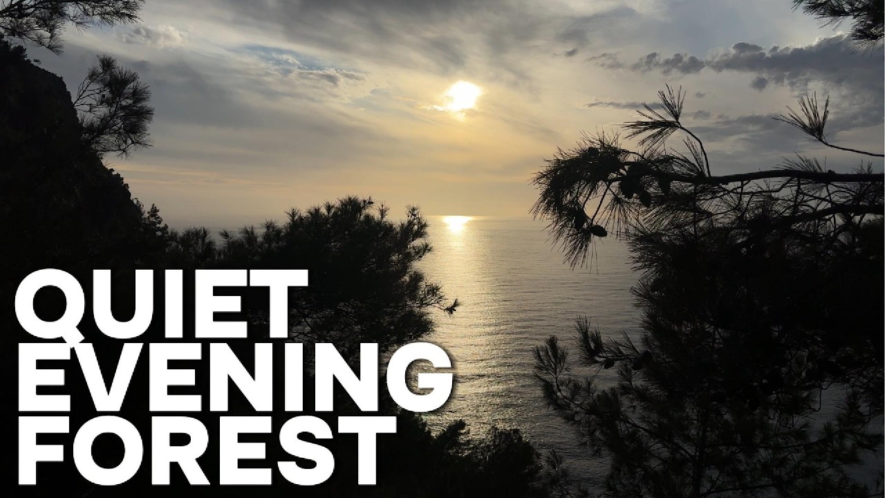 Ocean Through the Forest 🌊🌲 Quiet Evening View | Deep Relax & Stillness