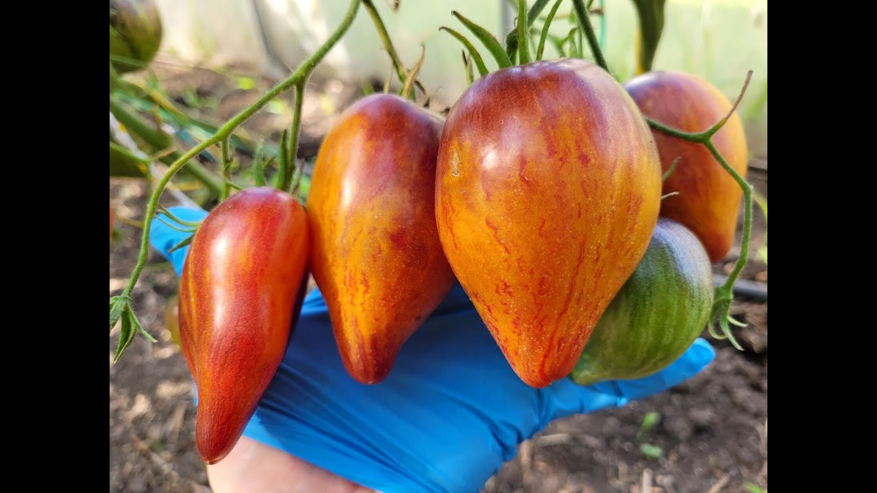 Обзор томатов в теплице по сортам часть 5