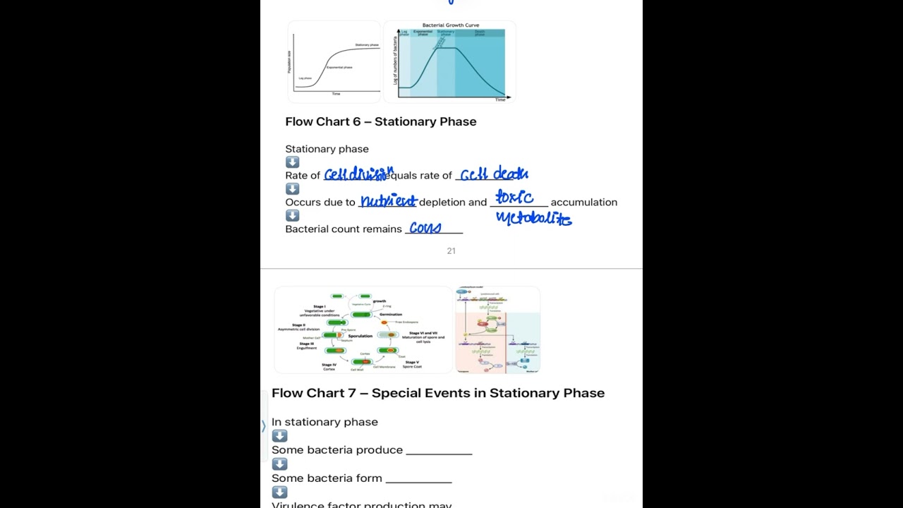 Bacterial growth curve