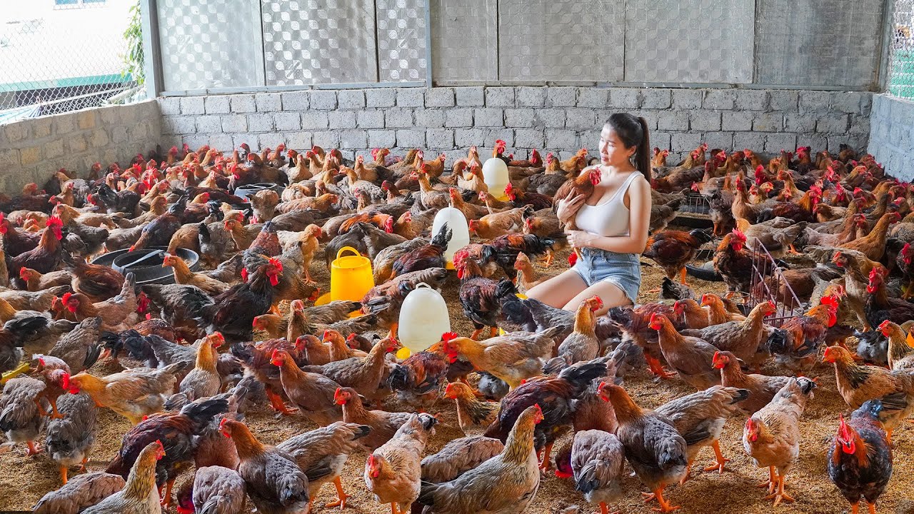 Use Truck Buy Many Chickens From Chicken Farm To Sell To Villagers. My Farm / Đ&agrave;o